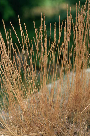 Catapode des graviers Patrimoine du Morvan